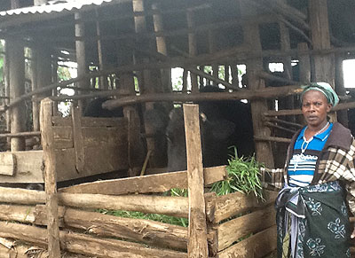 Never say die: Nyirambonigaba feeds her dairy cows. The New Times / Seraphine Habimana