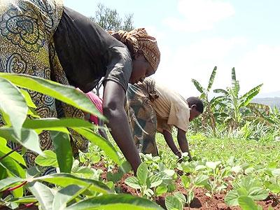 Some members of COABIKIGI weeding soy beans. Sunday Times/Susan Babijja
