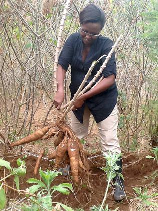 A commercial farmer harvesting cassava. The government is supporting efforts aimed at enhancing agro-output. The New Times / Seraphine Habimana