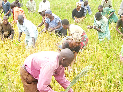 Farmers in Ngoma work on a rice paddy. The New Times/File
