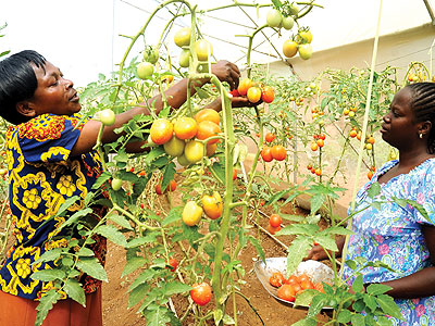 Some of the members of Rwiyemezamirimo Dufatanye Cooperative harvesting tomatoes. The New Times/J. Mbanda
