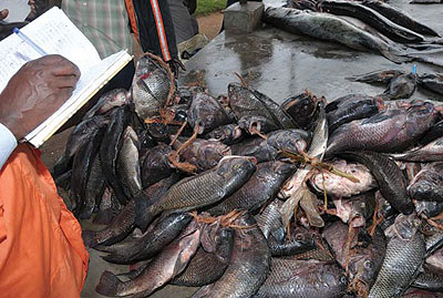 Uganda to set up a police section to protect the fisheries sector. Net photo