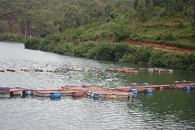 Cage farming involves cages of various sizes which are suspended in a water body to protect fish until they mature.  The New Times/ File.