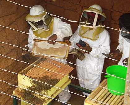 Hakizimana with colleagues harvesting honey. The New Times/ Timothy Kisambira 