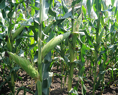 A plantation of organic maize. Net photo. 