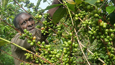 A farmer pruning his coffee trees. The New Times / File.