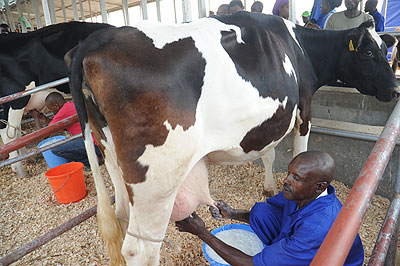 A man milking during the Agriculture expo. The New Times / T. Kisambira.