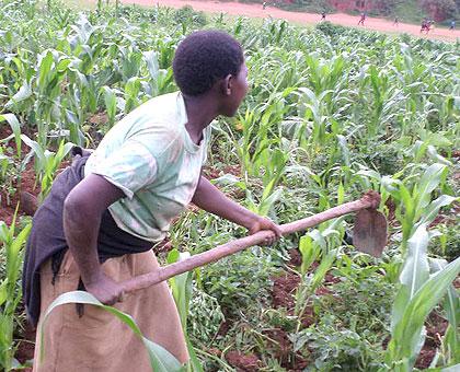 Nyiransabimana weeds her maize garden. Sunday Times/Ivan Ngoboka