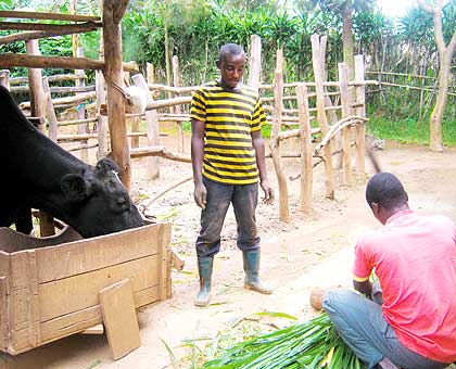 A family beneficiary of the Girinka programme feed their cow. The New Times/ File.