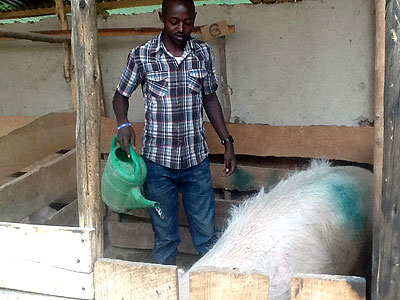 Nsengimana watering his animals. Business Times / Seraphine Habimana.