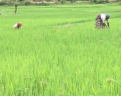 Farmers cultivating in a rice field.