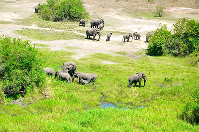 Elephants in Akagera National Park. Authorities are wary of poaching around the festive season.   The New Times/ File.