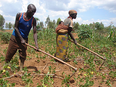Mathias Nsabimana from  Rweru Sector and his wife weed their beans farm. There are fears of possible food shortage in the area in the coming months  over prolonged drought. The New Times/ J Tabaro.