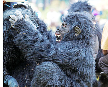 Mascot gorillas during Kwita Izina ceremony in July. The ceremony has received a nomination gong in a global tourism awards. The New Times/ File.