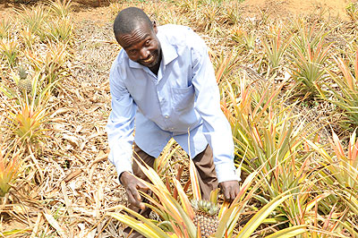 Thaddu00e9e Munyemana in his farm. The New Times/Seraphine Habimana