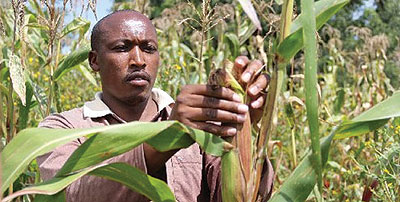  A farmer inspects his maize crop in Gishu County in October.  Net photo