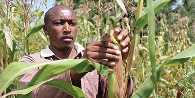  A farmer inspects his maize crop in Gishu County in October.  Net photo
