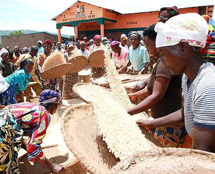 Women in Kirehe District sort maize grains during a past communal post-harvest handling. The New Times/ File.