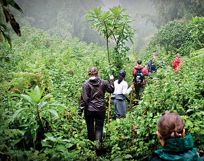 Tourists tracking gorillas in Virunga. Visitors to Rwanda, Kenya and Uganda now need a single visa. The New Times / File  