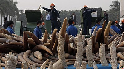 This was the first time for China to destroy ivory. 