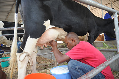 A man milking a cow during last yearu2019s agricultural show at Mulindi in Kigali.  The New Times/ T.Kisambira.