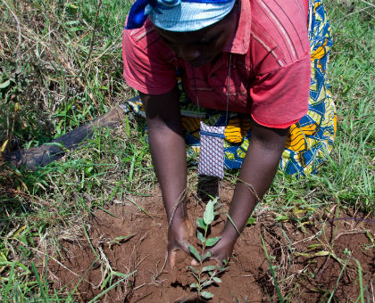 A resident in Rusororo planting a tree during a past Umuganda exercise.   The New Times/ Timothy Kisambira.