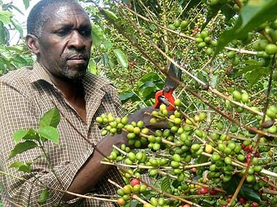Antoine Kamali working on his coffee farm. Coffee exports did not do well. Sunday Times/Jean du2019Amour Mbonyinshuti