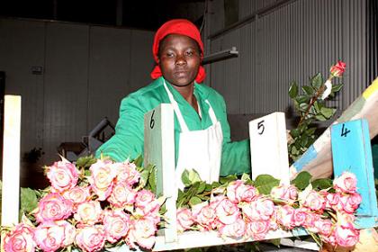 A salesperson arranges flowers at an exhibition. Growing cut roses is one of the u2018quick-winu2019 projects government is promoting to reduce the huge trade imbalance Rwanda faces an....