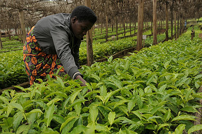 A farmer tends to tea seedlings. NAEB is giving out coffee and tea seedlings in a campaign to enhance production. The New Times / File