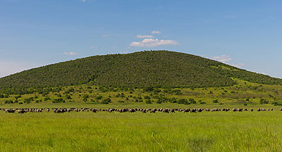 Top: A breathtaking view of buffalos in the park, below, zebras grazing, below left, the pool at Akagera Game Lodge and far below, the monkeys of the park.