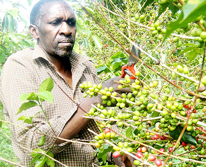 A farmer prunes coffee. Coffee is one of the exports that will benefit from the incentives. The New Times/ Timothy Kisambira.