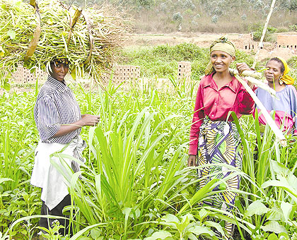 Farmers prepare to leave for home after a dayu2019s work in the field. A Luxembourg firm will sink in billions of francs into agriculture sector.  The New Times/ Timothy Kisambira.
