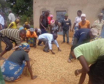 Gusta Mukansonera and Ruhangintwali (standing in extreme background) join association members to dry ground nuts. Sunday Times/Jean de la Croix Tabaro