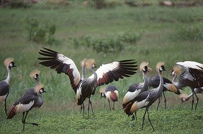 The Grey crowned cranes are facing extinction, with only about 500 remaining in Rwanda. Net photo