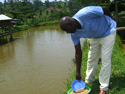 Jerome Musomandera feeds the fish in ponds. The New Times/Sarah Kwihangana