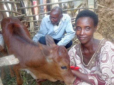 Umbereyimfura and Jean Nzabonimpa with a calf. Sunday Times/Jean de la Croix Tabaro