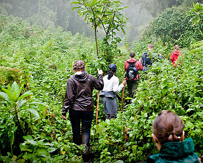 Tourists tracking gorillas. The tourism industry is being threatened by poor skills. The New Times / File.