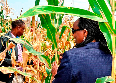 Ministers Kabarebe (L) and Dr Kalibata inspect the RDF maize field in Gabiro, Nyagatare District yesterday. The New Times/ S. Rwembeho.