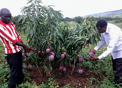 Ntabana (right) checks some of the mangoes on his 10-hectare plantation. The New Times / Gertrude Majyambere