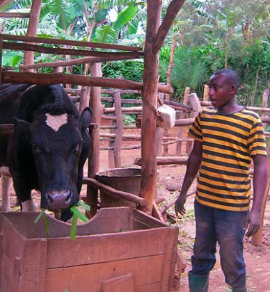 A resident in Bugesera feeds a cow he received through the Girinka programme. The scheme is one of the several programmes the government has rolled out to improve peopleu2019s lives. File.