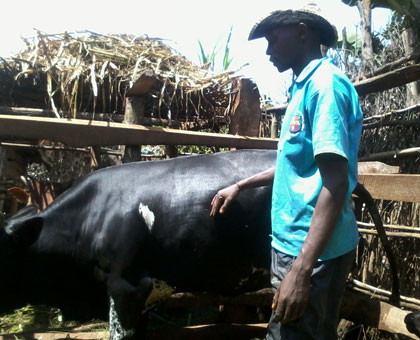 Etienne Mungwakunzwe, a resident of Nyaruguru, with his cow. File.