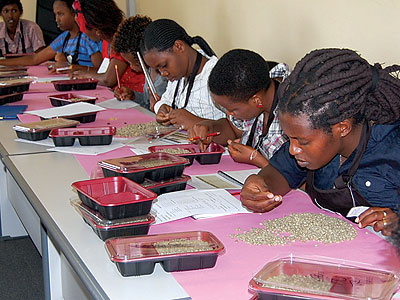Cuppers sort coffee beans ahead of roasting. Rwandau2019s coffee is highly sought-after on the global market. (File)