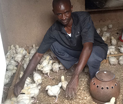 Kazingufu tends to his chicks. The former fisherman now has 1,500 layers and broilers. The New Times / Seraphine Habimana