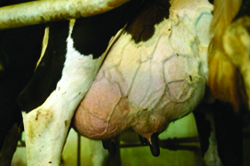 A cow suffering from mastitis infection. (Internet photo)