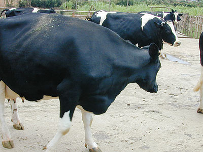 Some of the cows that were returned by farmers to the Ministry of Agriculture. (File)