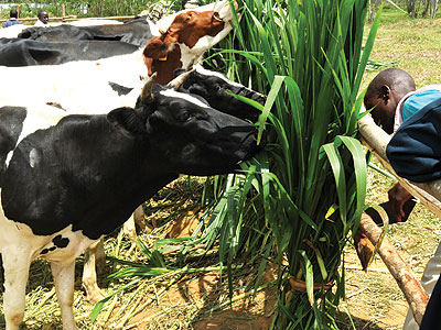 A farmer feeds his cattle. The KCB funding will enable farmers like him get finance for their operations. (Internet photo)