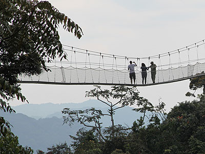 Tourists at a canopy in Nyungwe forest. (Timothy Kisambira)