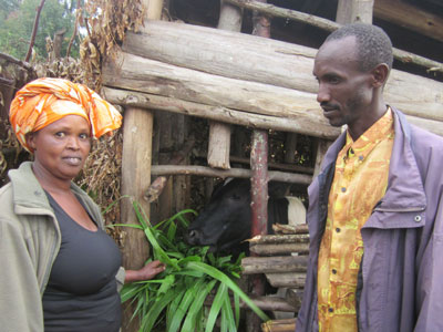 Mukagatare feeds their cow as her husband, Ruzindana, looks on. The two Genocide survivors have picked themselves up and moved on. (Eugene Kwibuka)