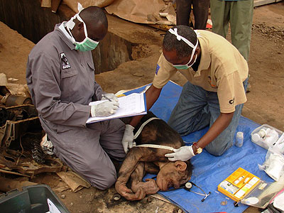Kinani (left) and Dr Antoine Mudakikwa, head of the vet unit at RDB treat a chimpanzee. (Courtesy)