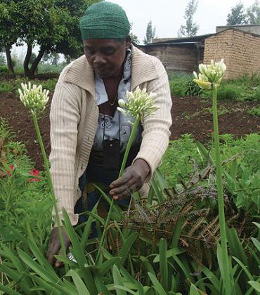 A farmer cuts flowers for sale. Fresh produce exporters say recalculation of the size of Kenyau2019s economy will hurt the agriculture sector. The New Times / File